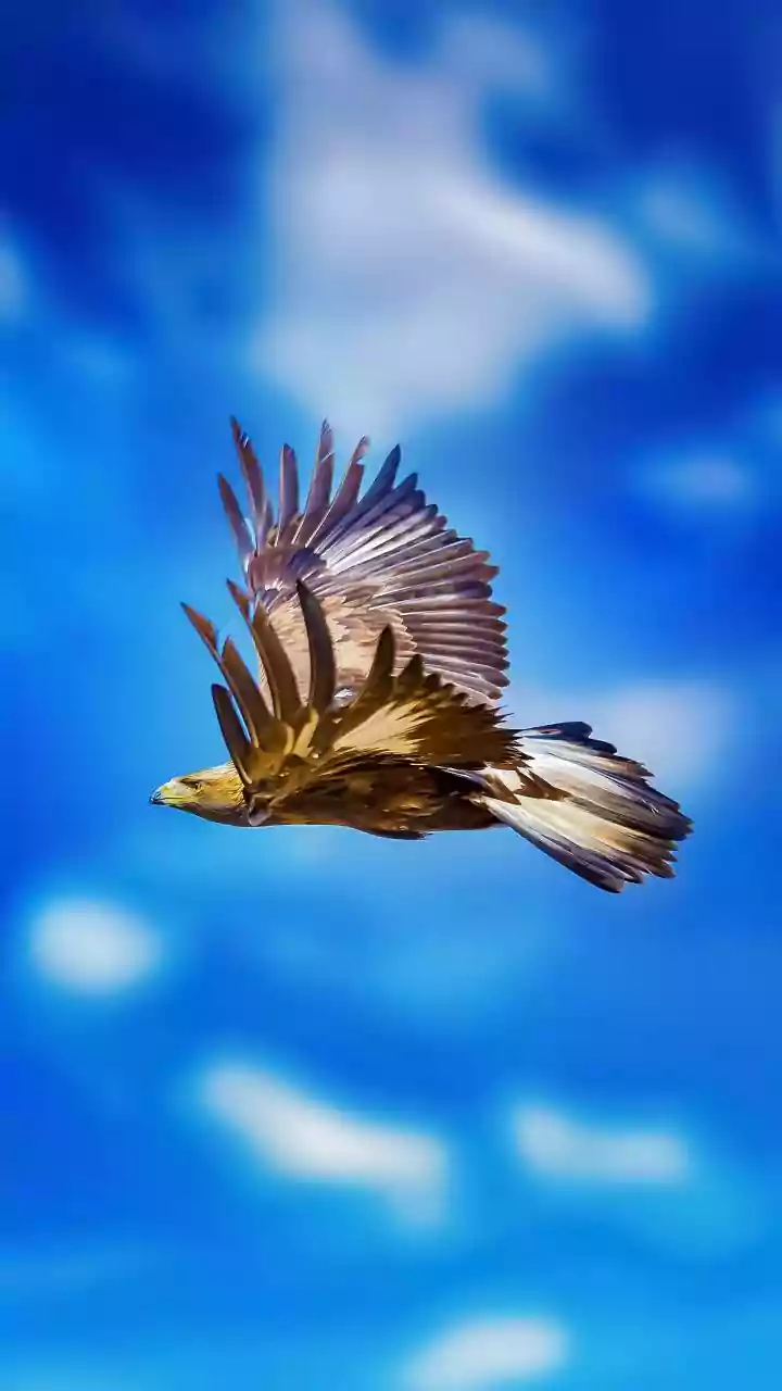 Aeroecology: Unveiling Secrets of Birds and Sky