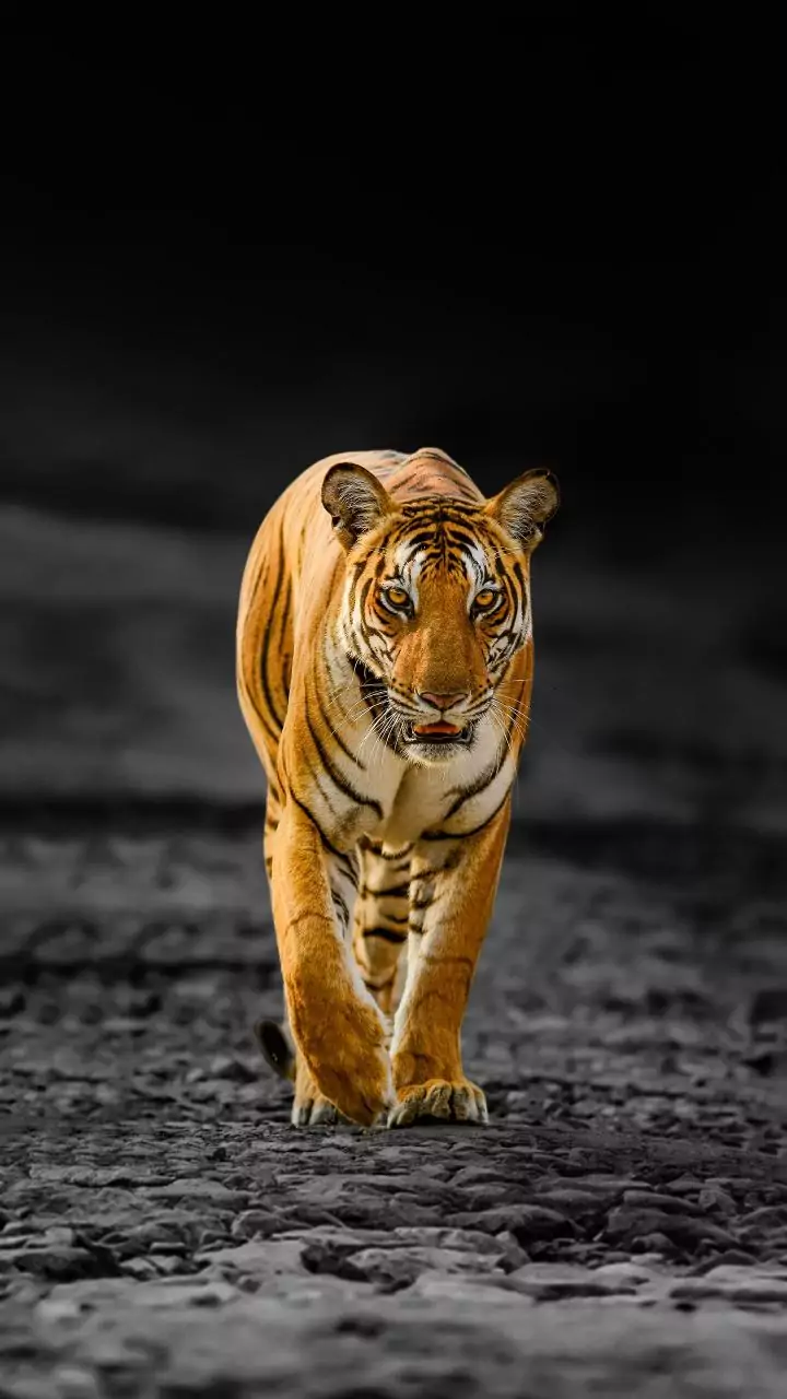 Four teams hunt tiger that killed tribal woman in Nilgiris