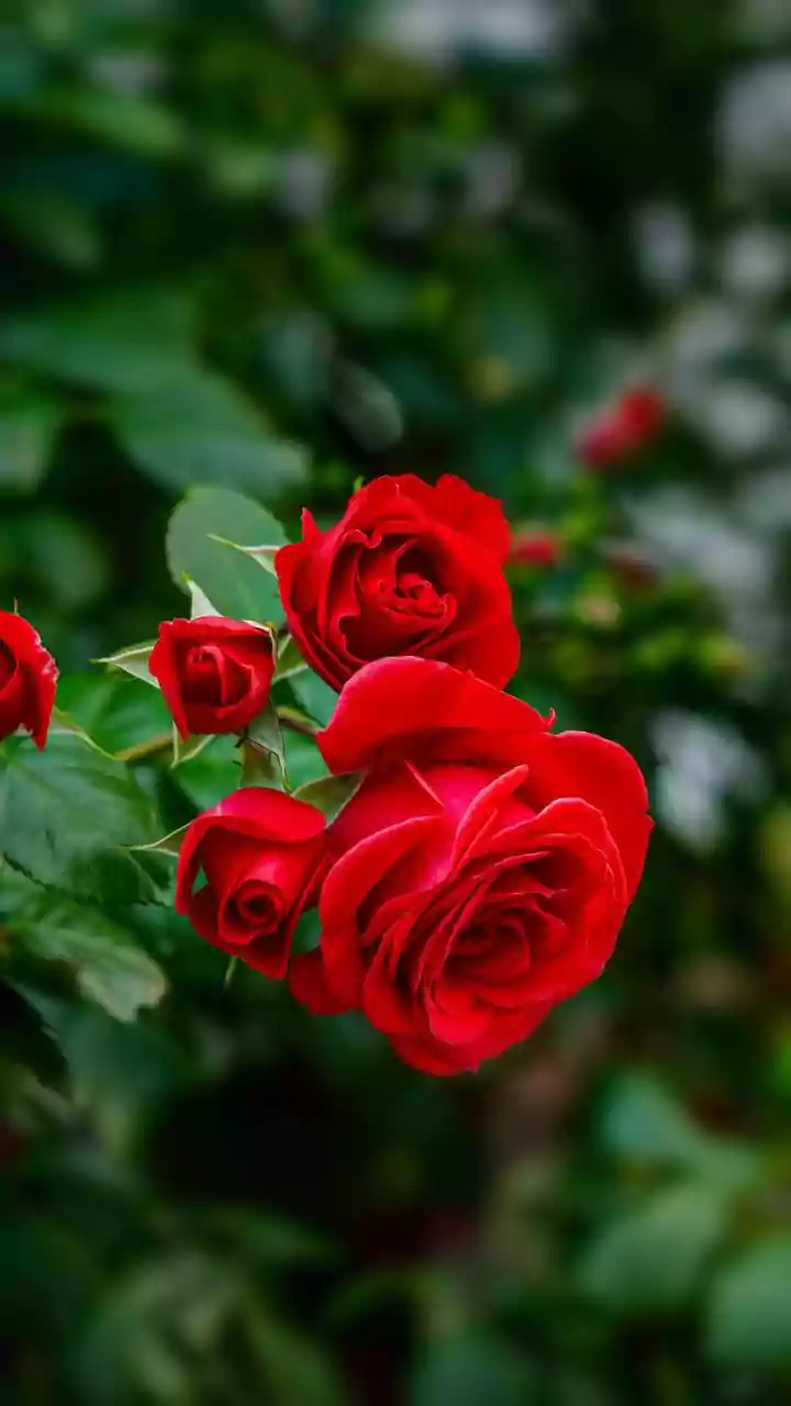 Indore News: Rose Fest To Showcase 3,000 Varieties On Jan 31 & Feb 1