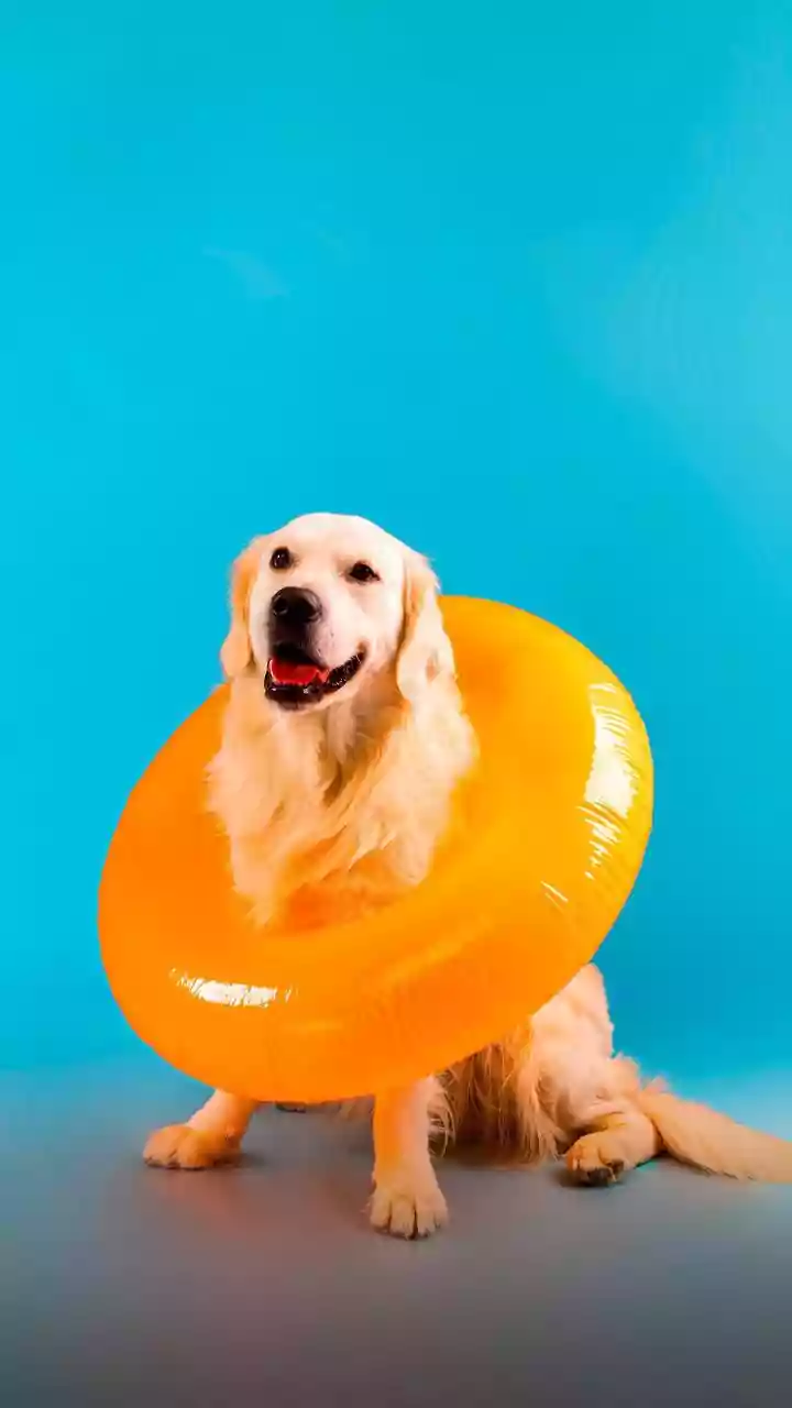 Why Mainstream Pet Wellness Brands Attract Landmark Venture Capital Investments