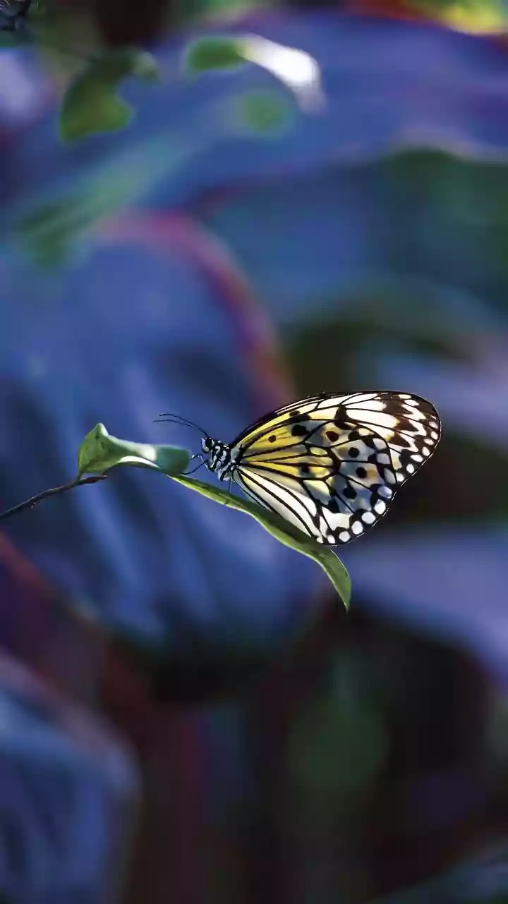 Kerala: Butterfly capital of the Western Ghats