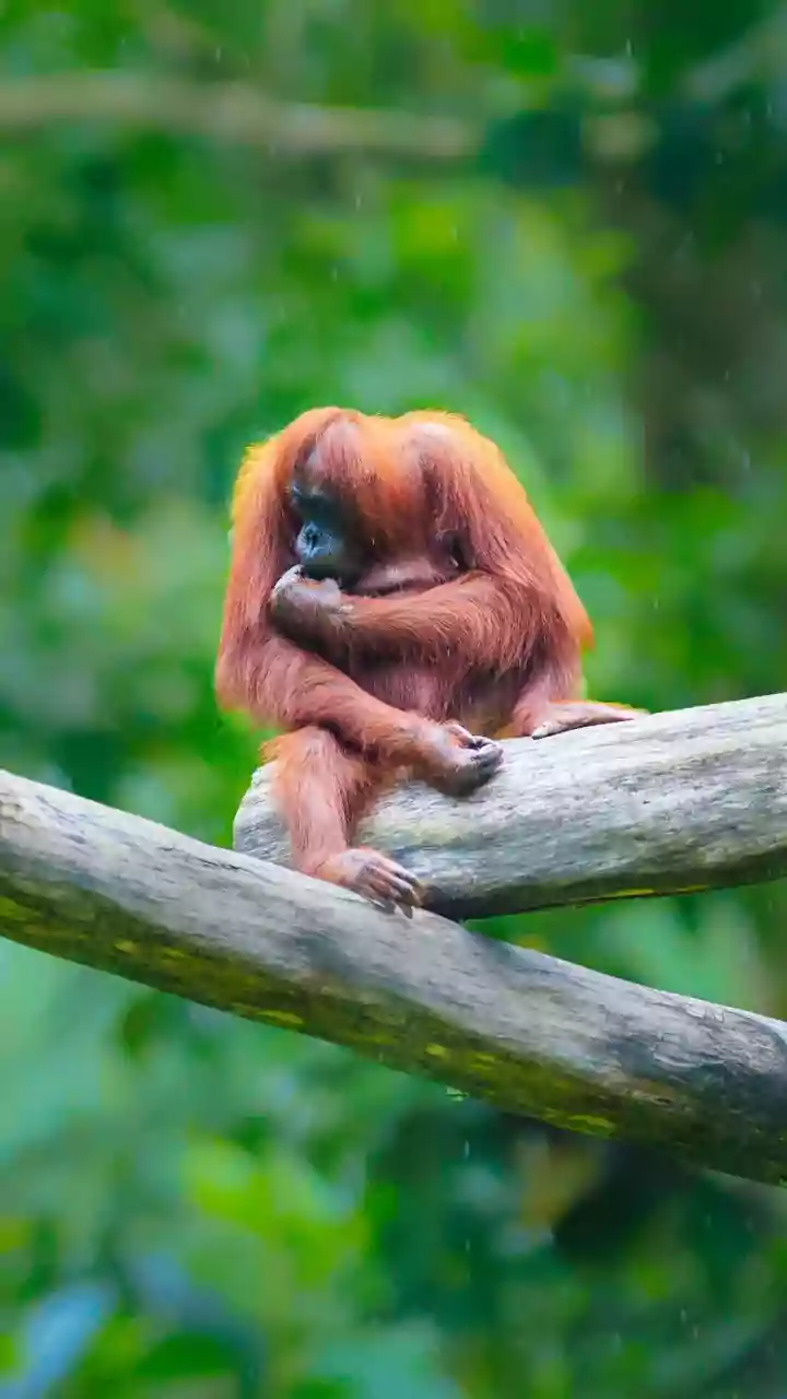 Five orangutans found in Odisha forest as Mahindra Thar probed