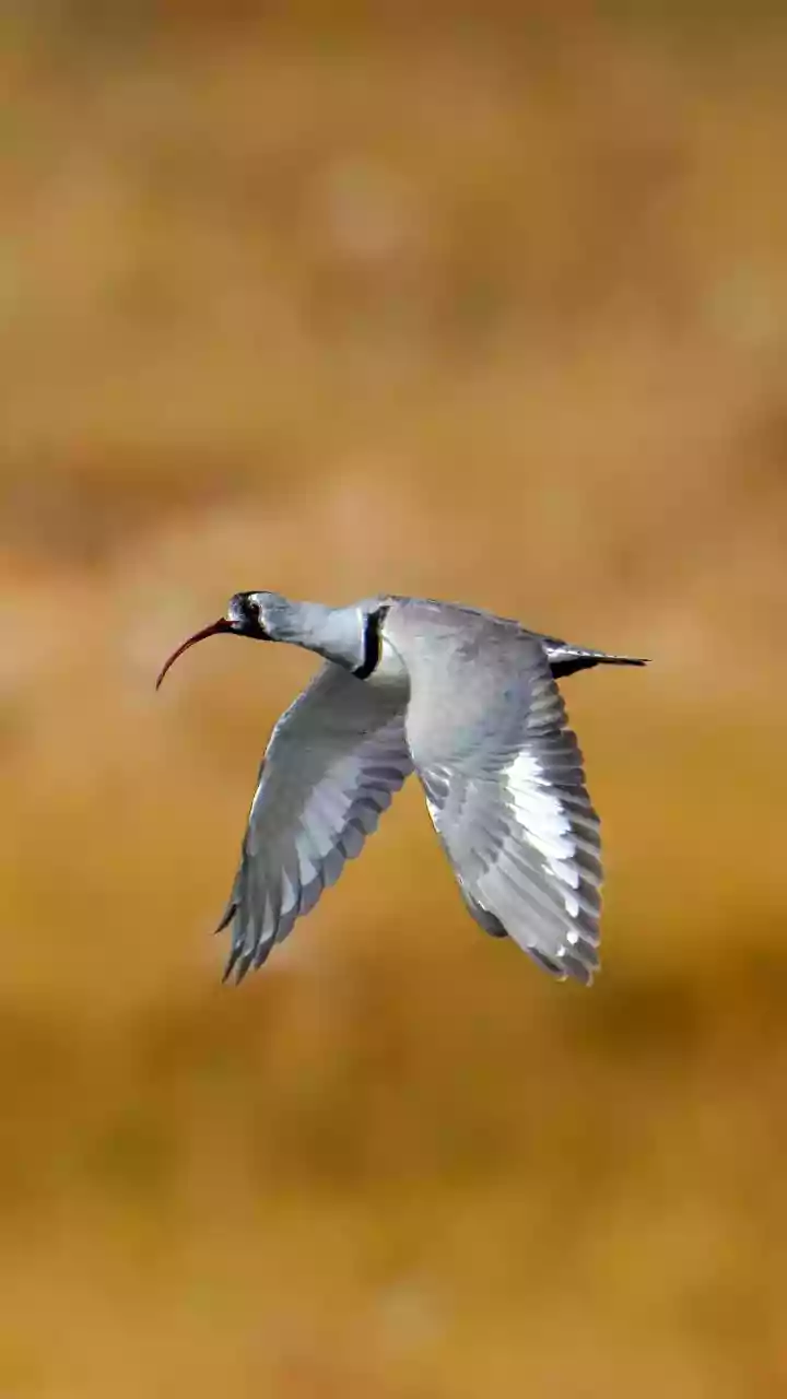 Climate Change Expands Ibisbill Habitat in Kashmir and Ladakh Amid Human Pressures