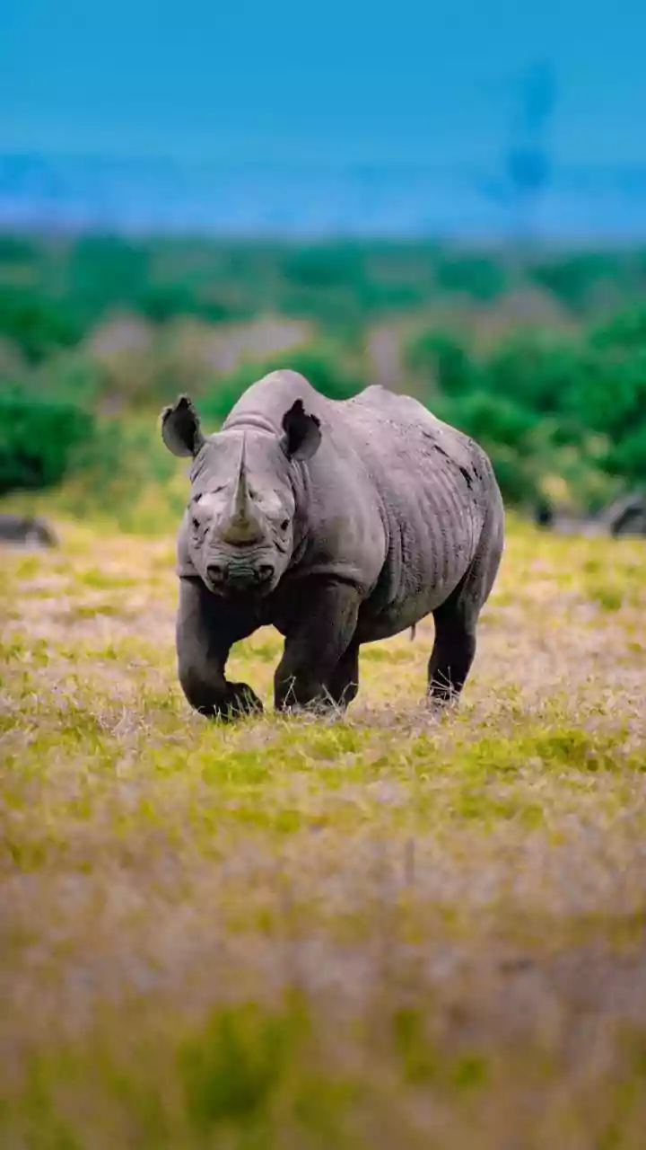 Extinction rates have slowed in recent years, study shows