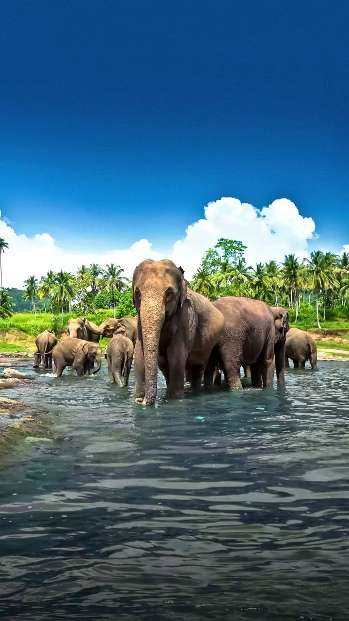 UP: Wild elephants trample man to death in Pilibhit