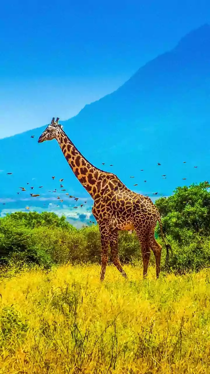 8 Wildlife Havens: Explore Nature's Wonders