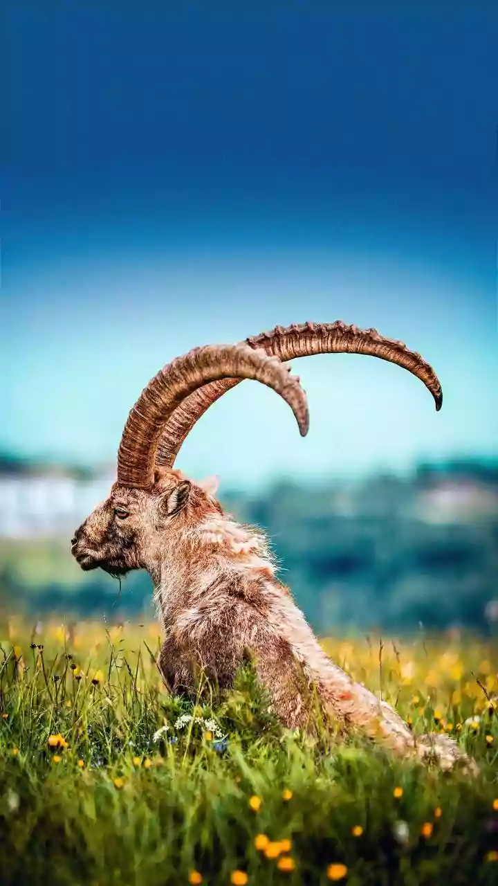 Capricorn Horoscope Today, February 5, 2026