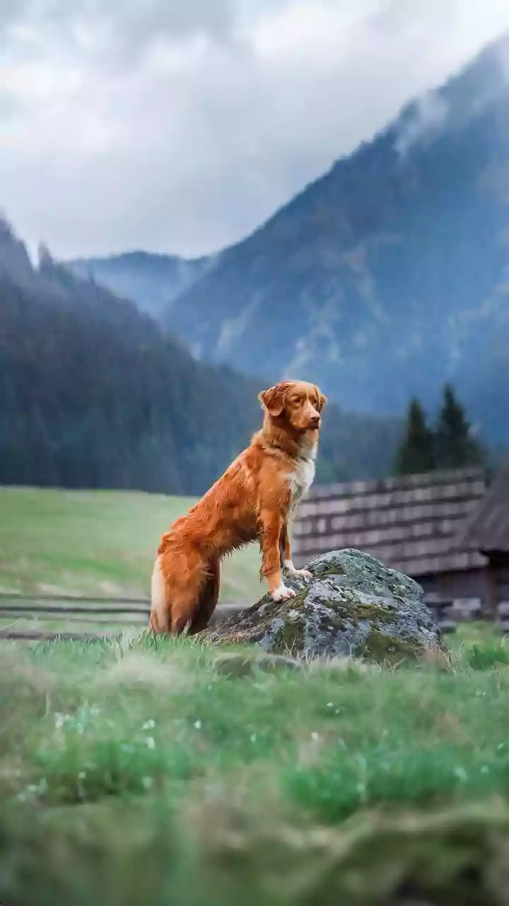 Dog guards owner's body for days in harsh weather in Himachal