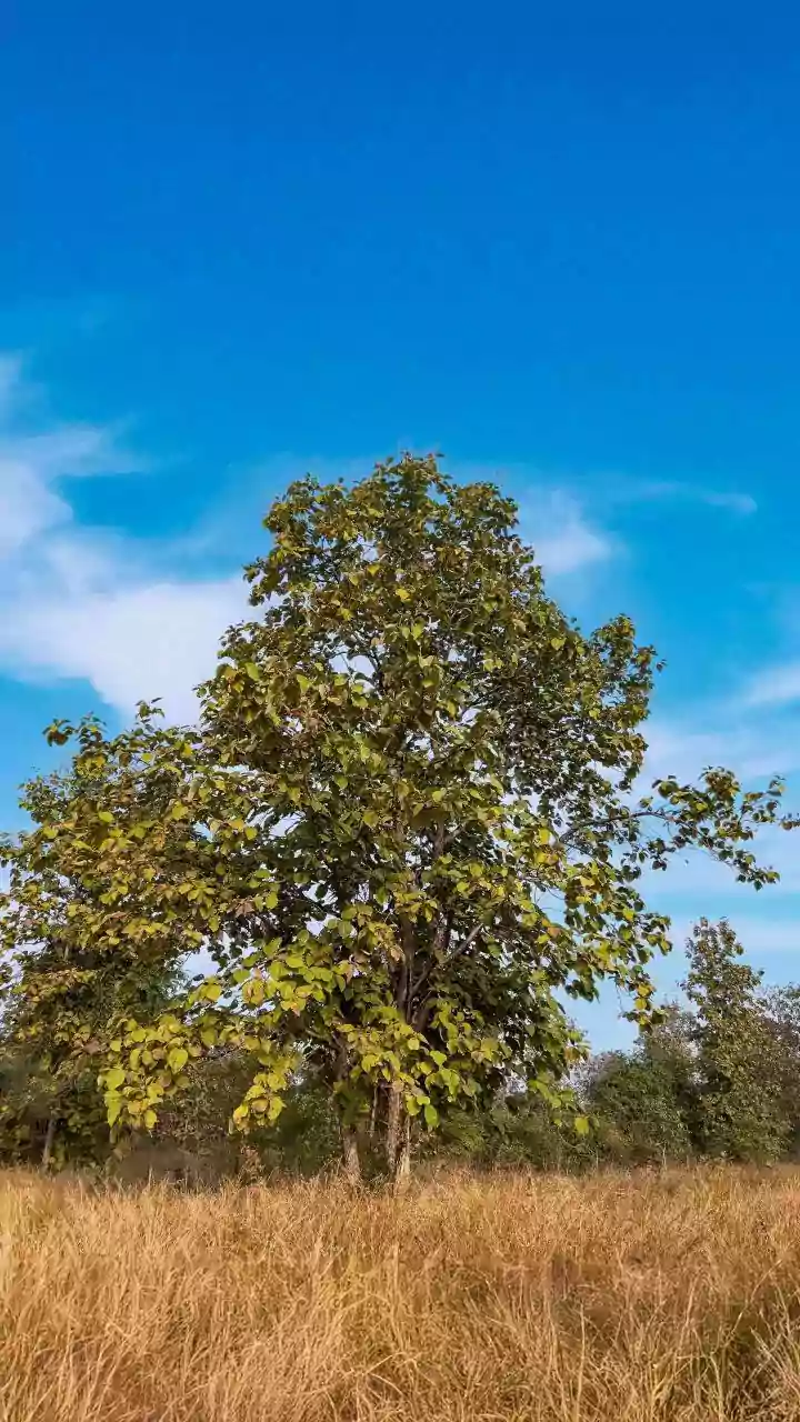 Discover Rare Flora And Fauna Across Satpura As Autumn Safaris Resume