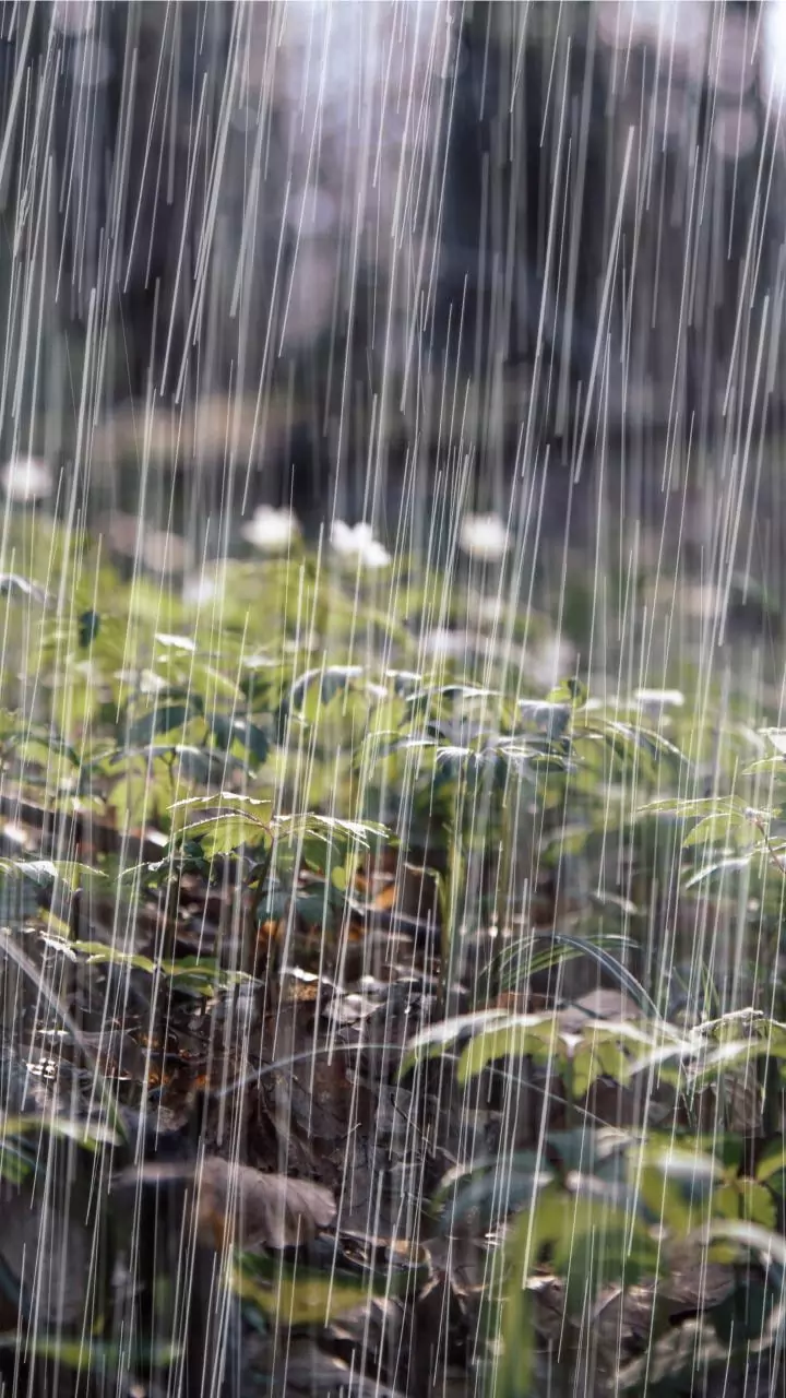 'Montha' impact: Heavy rains lash parts of Telangana, IMD sounds red alert for 8 districts