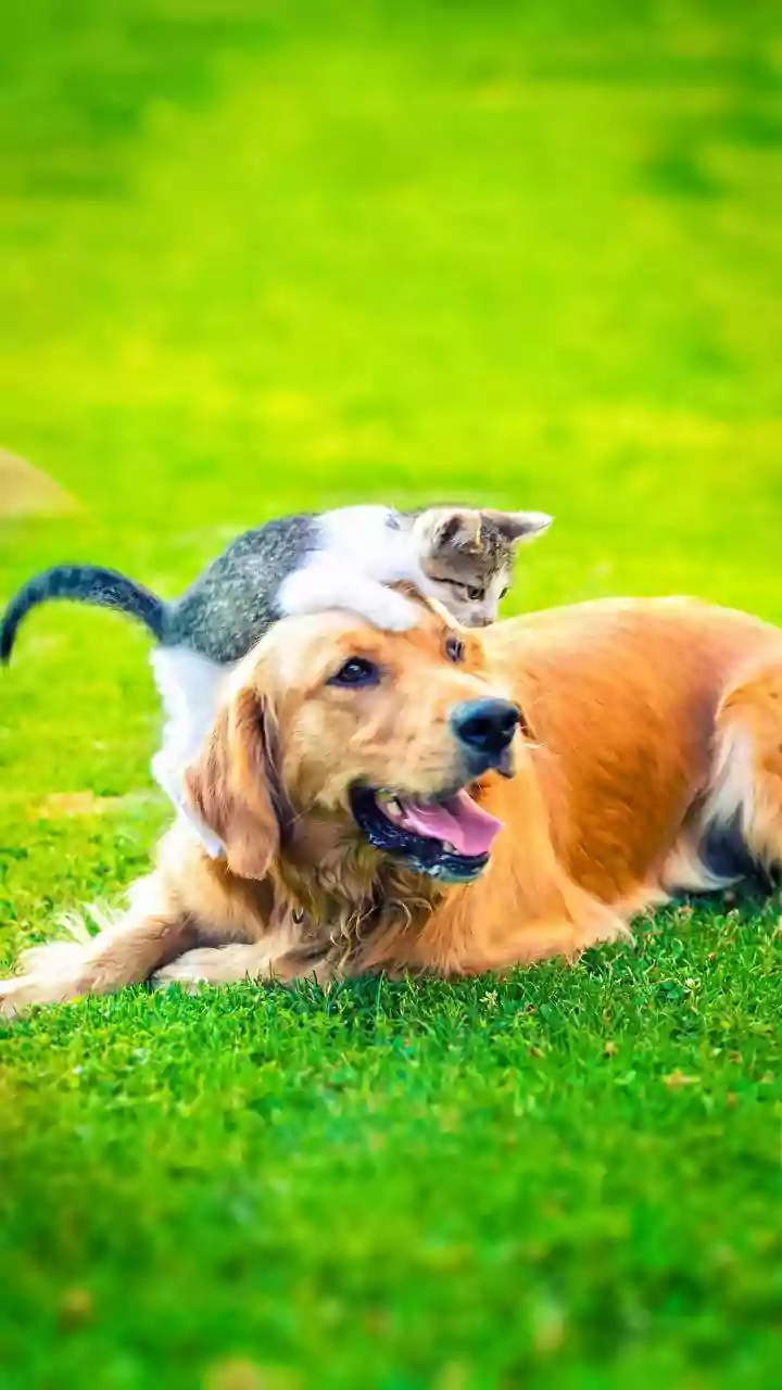 Beat the Heat: Essential Summer Safety for Your Beloved Pets