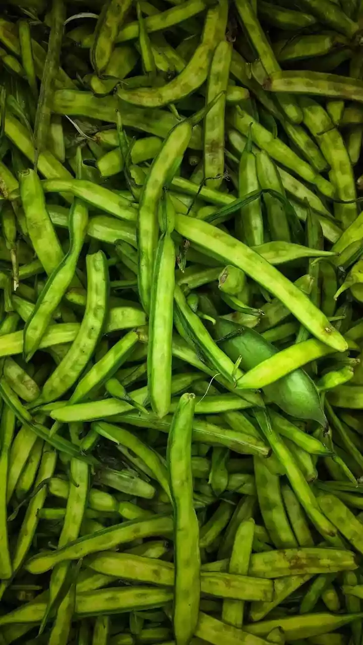 Guar seed futures gain more than 1 pc on spot demand