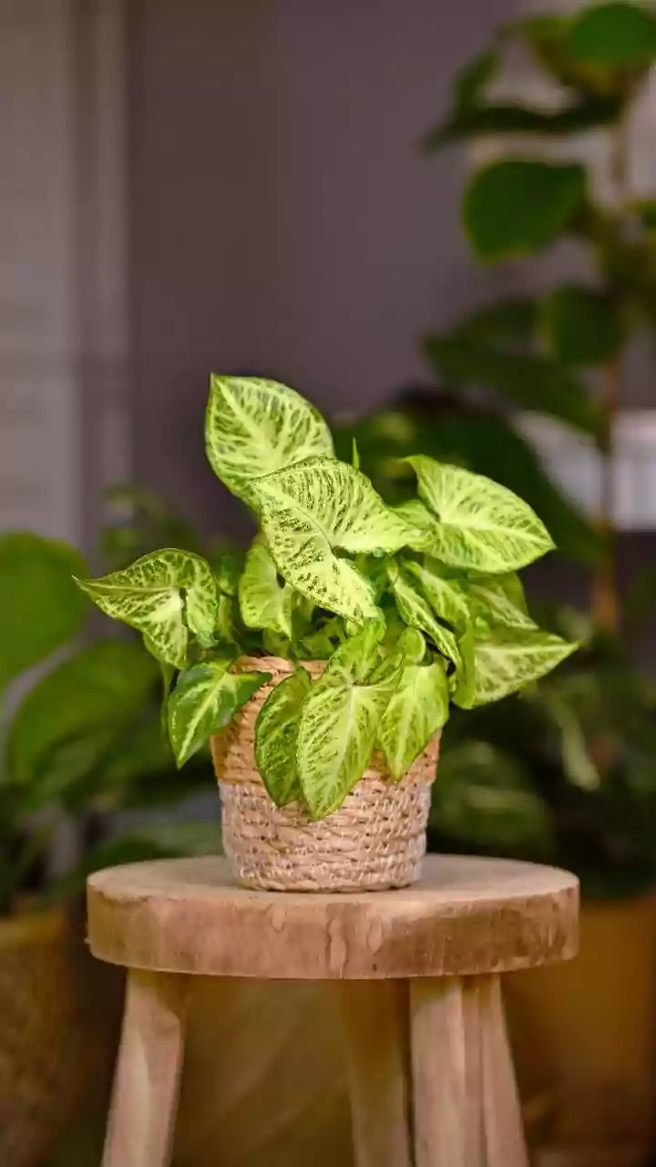 Chinese Money Plant Leaves Follow A Natural Voronoi-Like Pattern As Turn A Common Houseplant Into A Study Of Natural Algorithms Matters