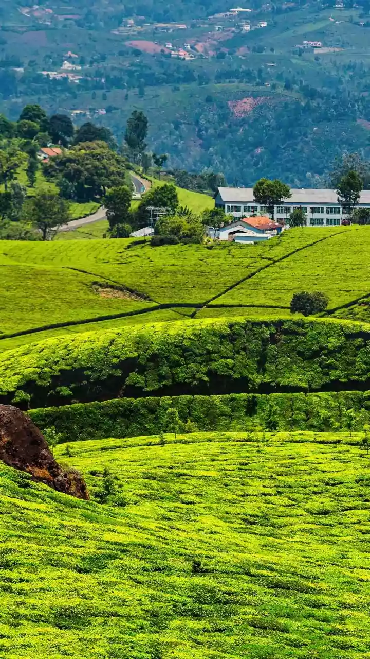 How Nilgiri Tea Estates Adapt Production To Meet Cold-Brew Tea Demand