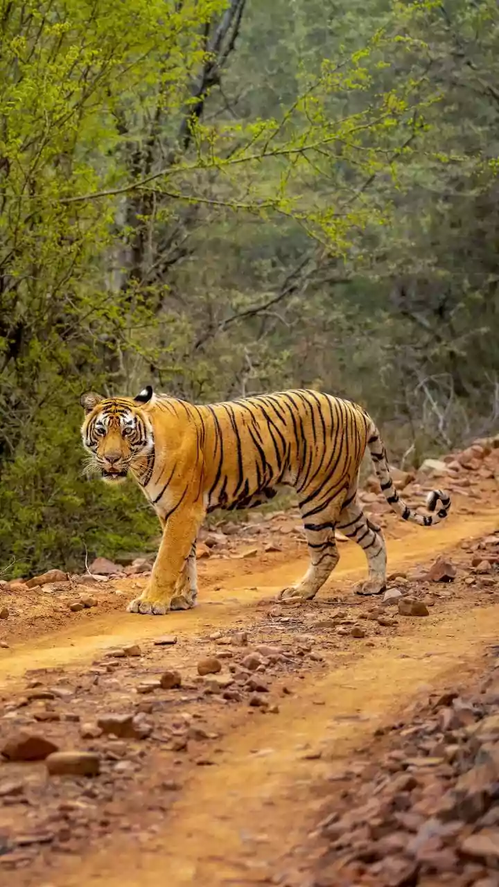 5 Safari Gates for Tiger Sightings in North India