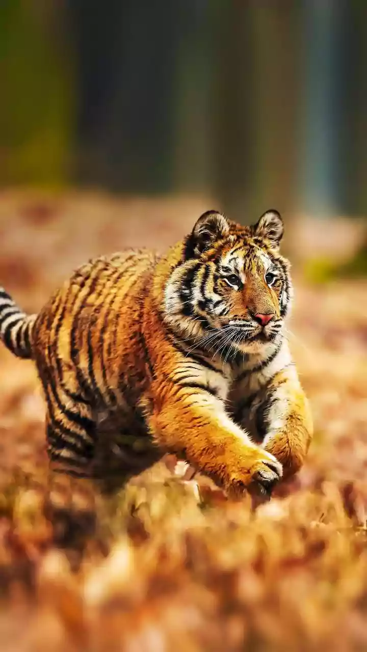 Inside Tiger Relocation Missions: How Wildlife Corridors Are Restored For Big Cats