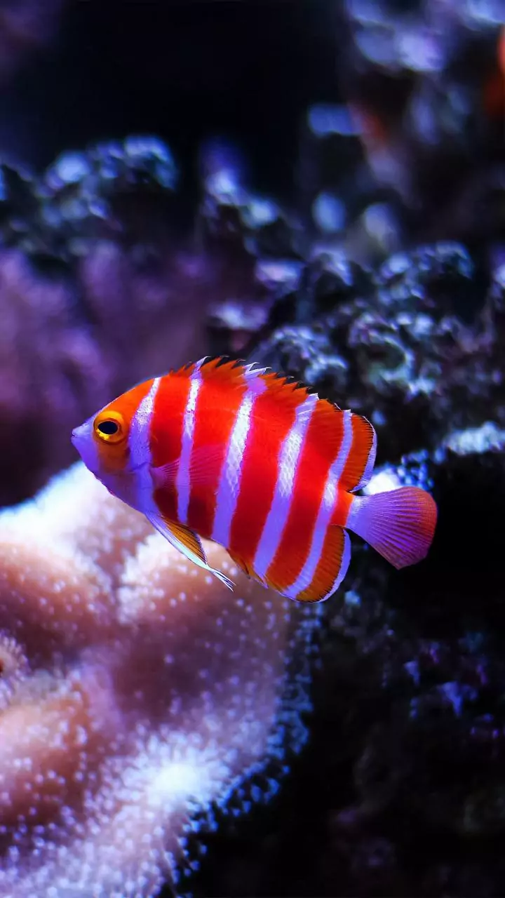 India's seafood exports jump 16%—even with US tariffs