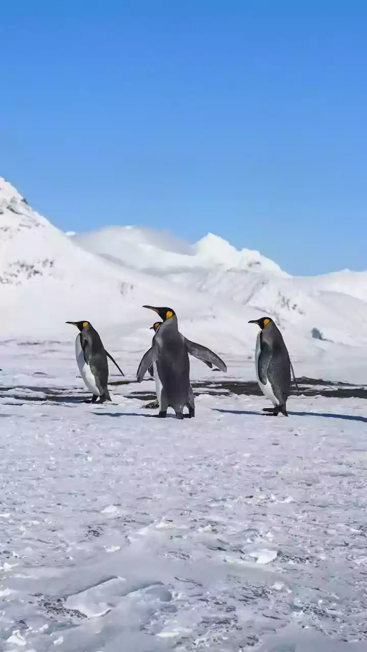 Discovering Penguin Havens: Your Guide to Wild Encounters in Antarctica