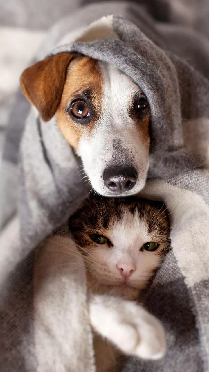 Keep Leashes And Doors Secure When A Nervous Pet May Bolt
