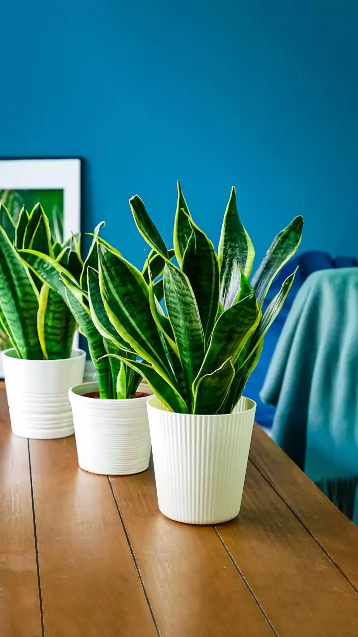 Pare de regar: salve suas plantas hoje