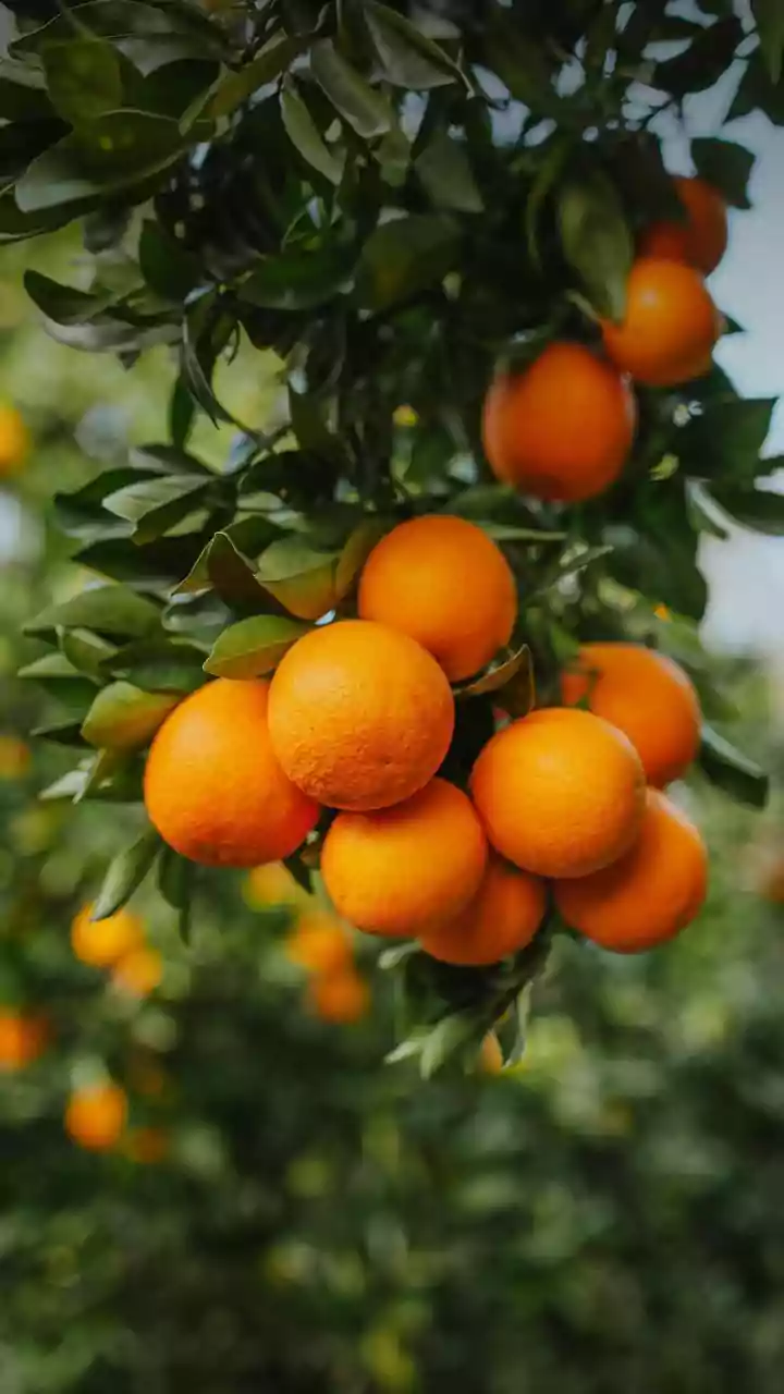 Science Shows Vitamin C Citrus Doubles Plant Based Iron Absorption From Common Leafy Green Foods