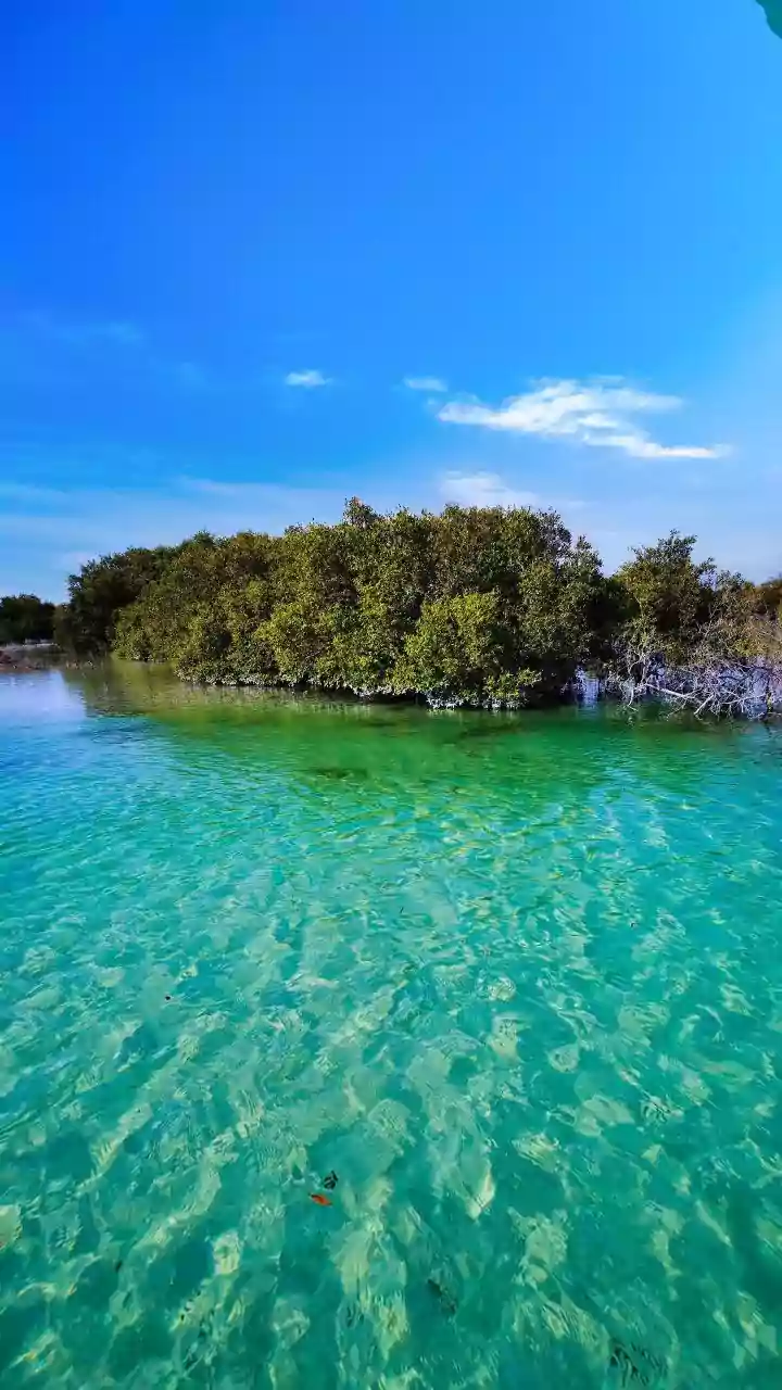 Why Satellite Data Validation Is Strengthening Sundarbans Restoration Funding Models