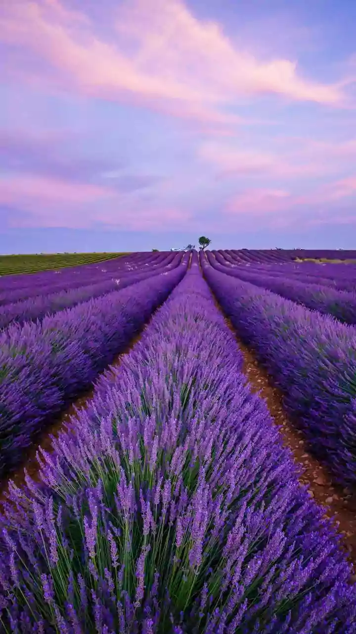 Blooms Are Making Summer Travel Less Brutal