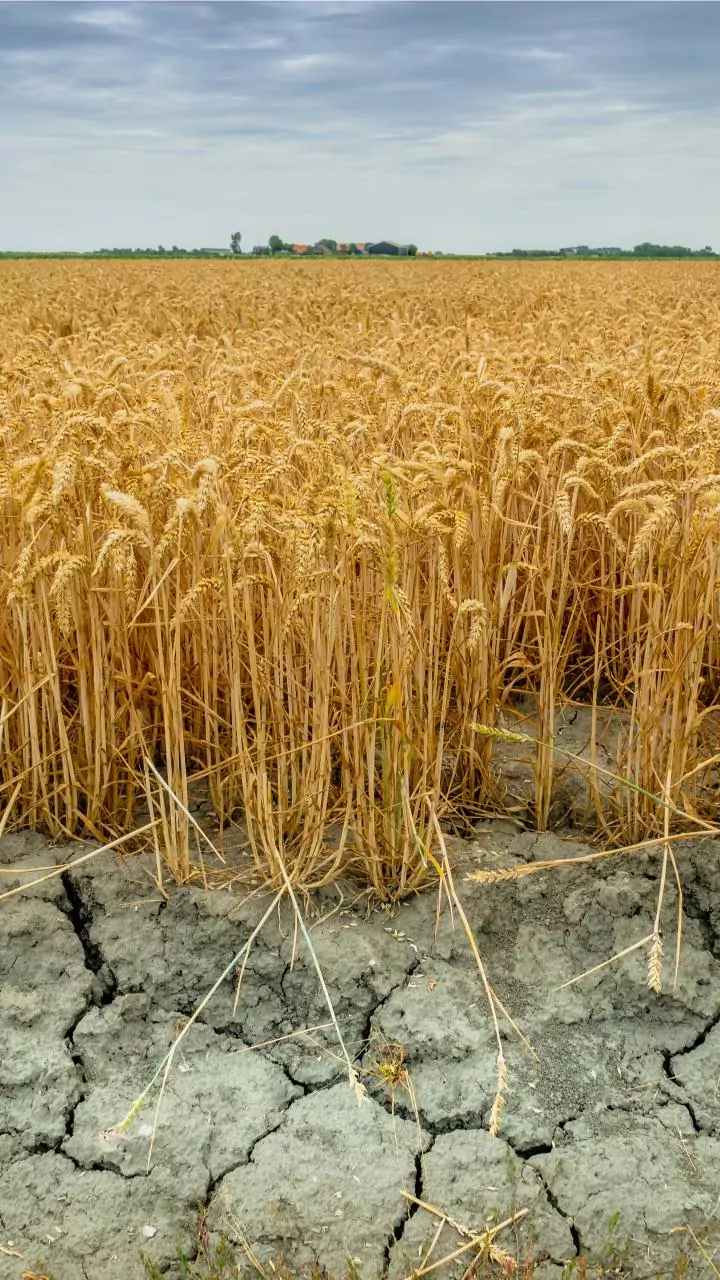 Haryana govt releases Rs 116 cr to pay compensation to over 50,000 farmers for crop losses