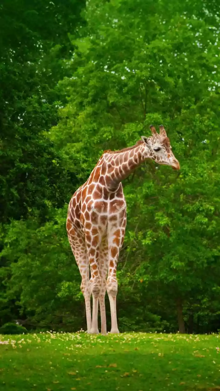 Girafas conseguem resolver contas básicas em troca de petiscos