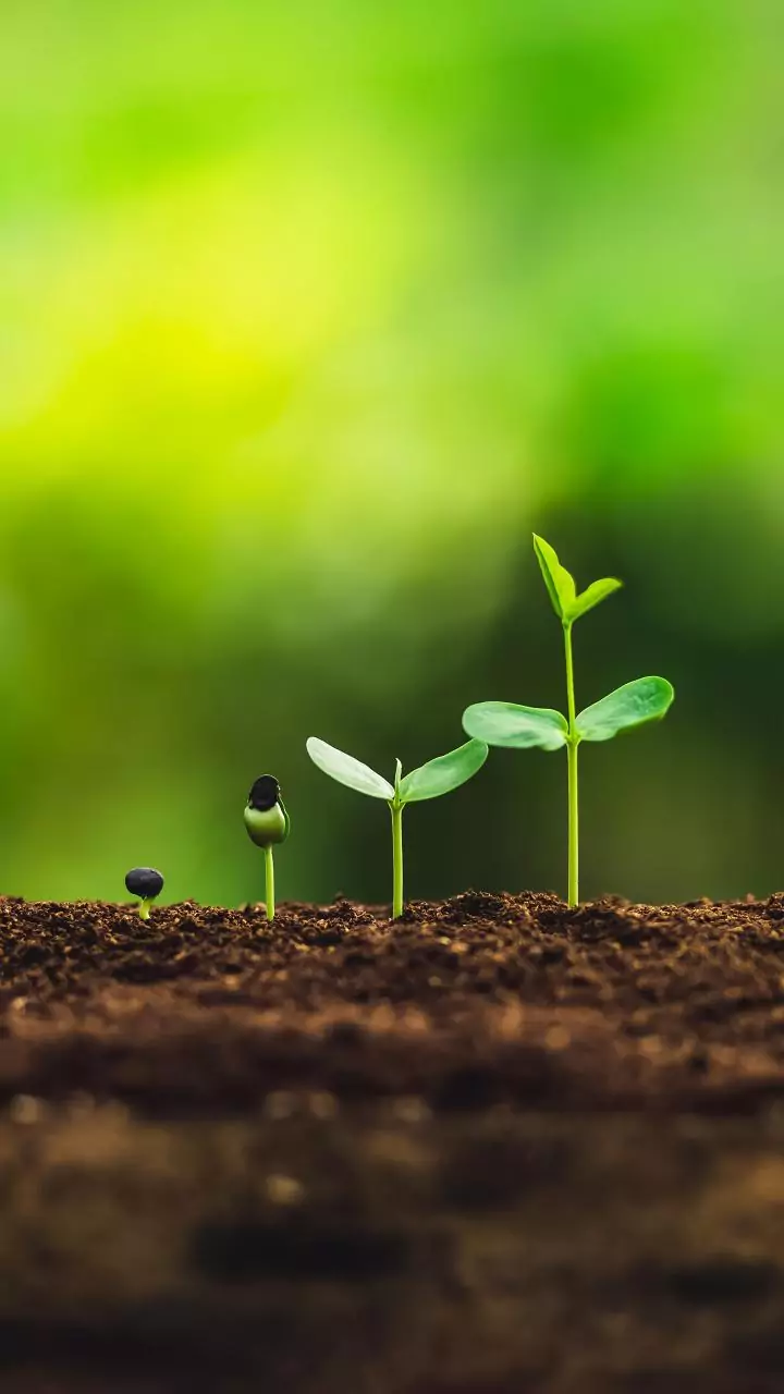 Estas 4 plantas adoram casca de ovo triturada: crescem mais rápido, ficam mais fortes e mais bonitas