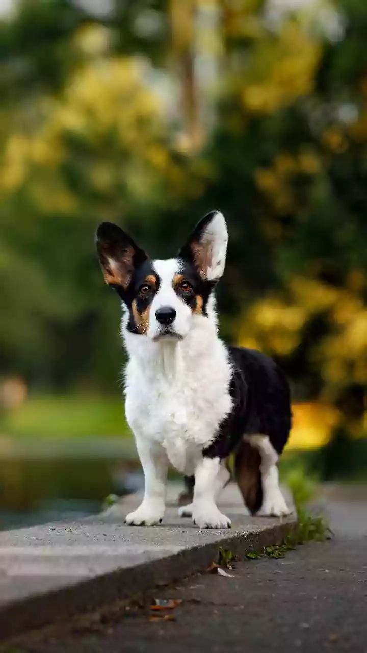 SC orders relocation of stray dogs and animals from institutional areas, highways