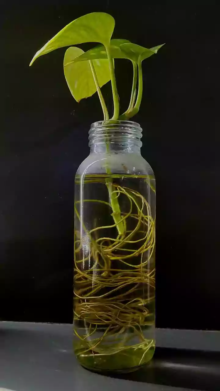 Repurpose Old Glass Bottles Into Elegant Hydroponic Money Plant Stations