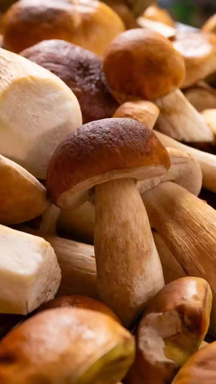 Mushrooms Bring Comfort To India's Wet Weather