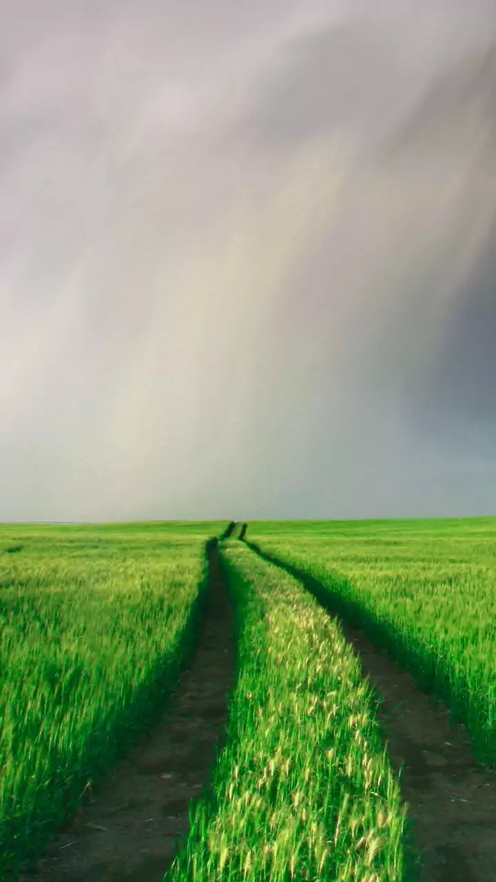 Gujarat govt announces Rs 10,000 crore relief package for rain-affected farmers