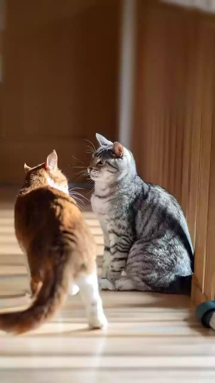 Why scent swapping is a fundamental behavioral method for reducing second cat aggression