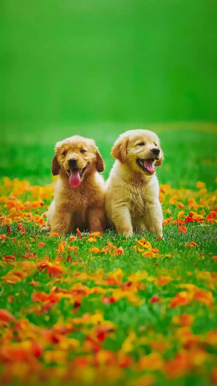 Delhi to likely get first pet park this year as MCD revives stalled project
