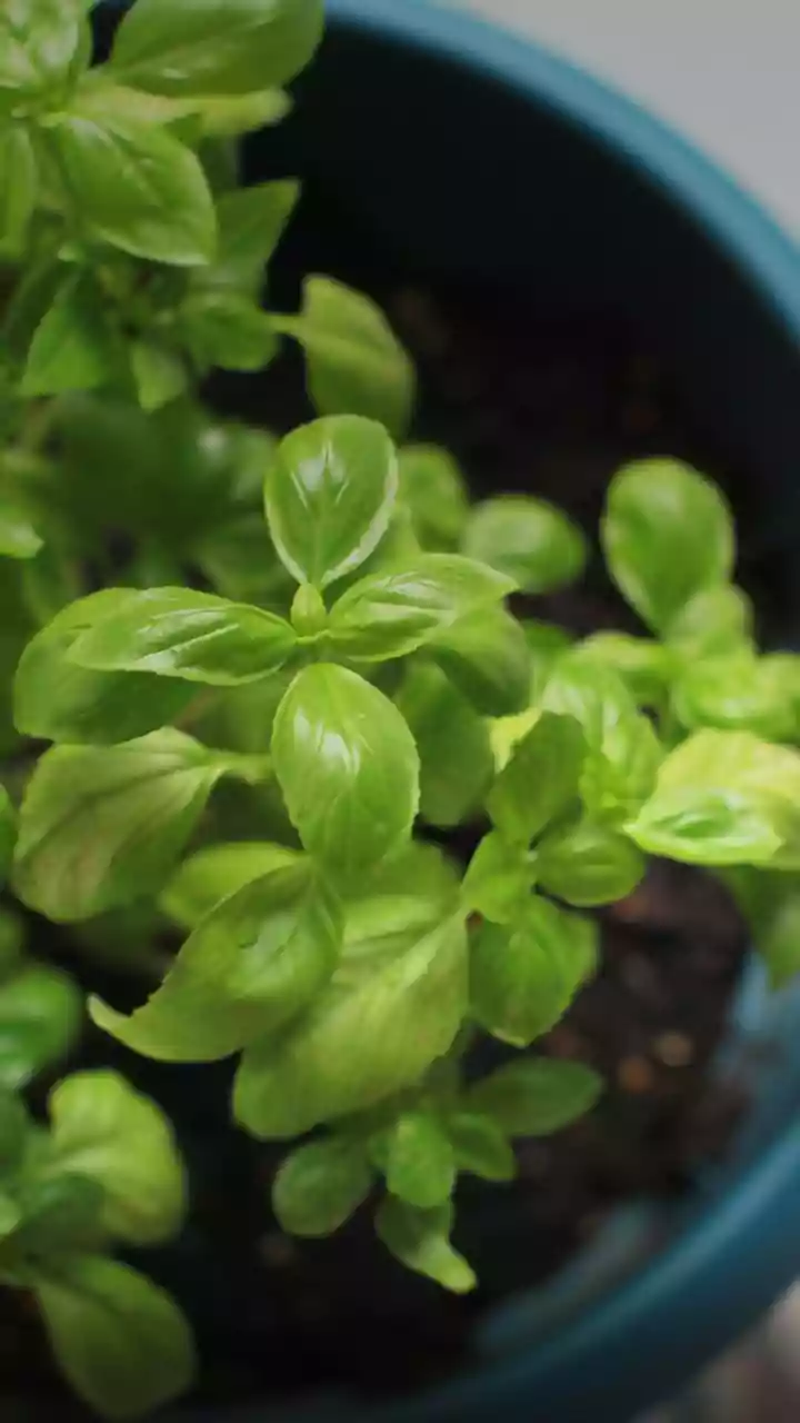 How Urban Gardeners Can Use Compost Tea To Restore Microbes In Waterlogged Soils
