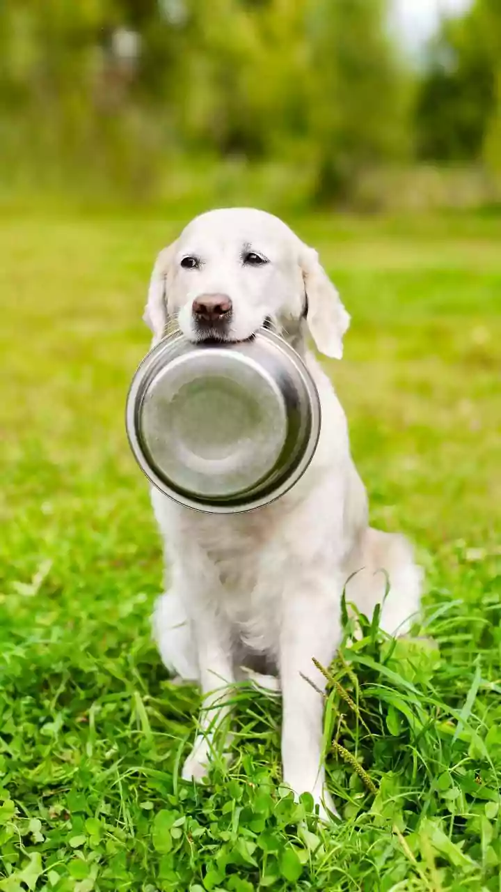 Why customized fresh dog meal options are booming across modern urban metro networks