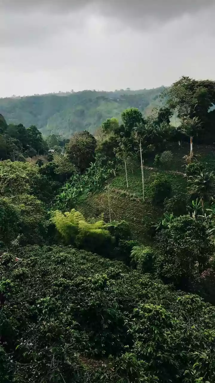 Coorg Homestays In Coffee Estates Offer Idyllic Off Season Retreats For Nature Loving Monsoon Travellers