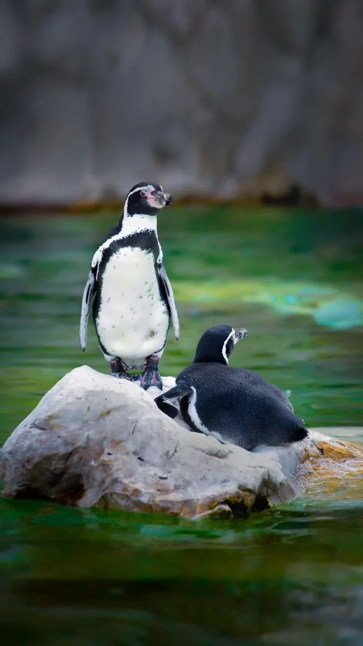 No Rings, Only Rocks: How Penguins Fall in Love