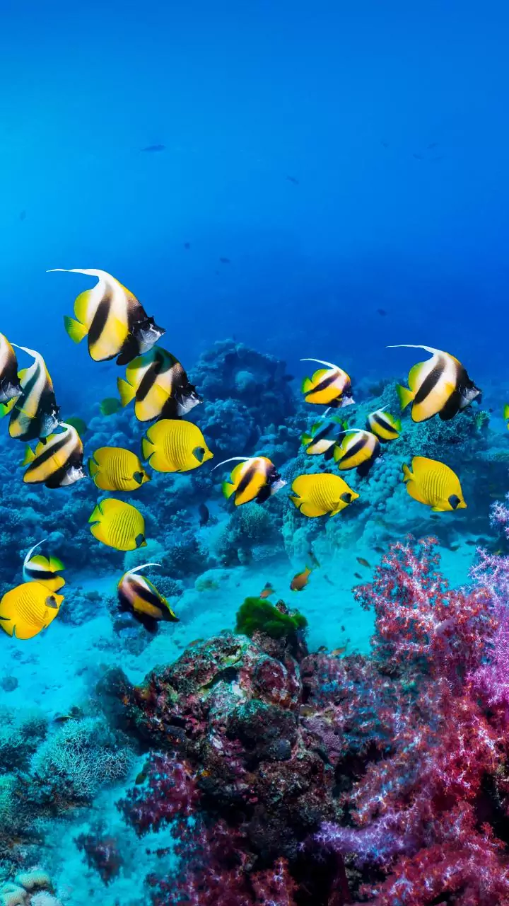Bisakah Drone Bawah Laut Mendukung Penelitian Lingkungan Laut?