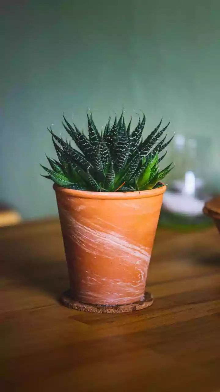 How to clean mineral build-up on plant pots