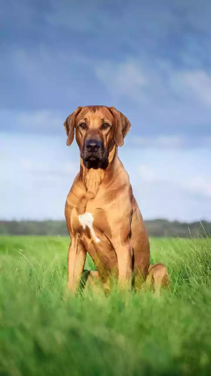Inside DNA Study On Why Large Dogs Age Faster: Male And Female Dogs Showed Different Ageing Patterns