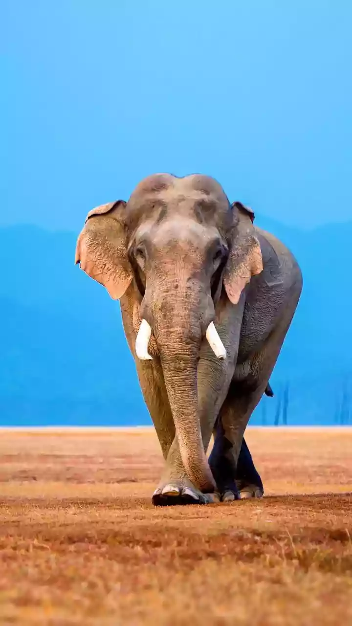 Assam reports 3 more elephant attack deaths, 6 this fortnight