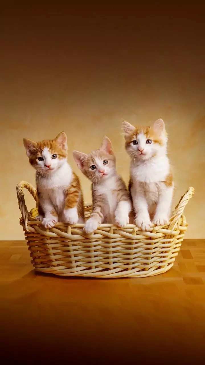 Cold morning walks meet kittens guarding parked cars