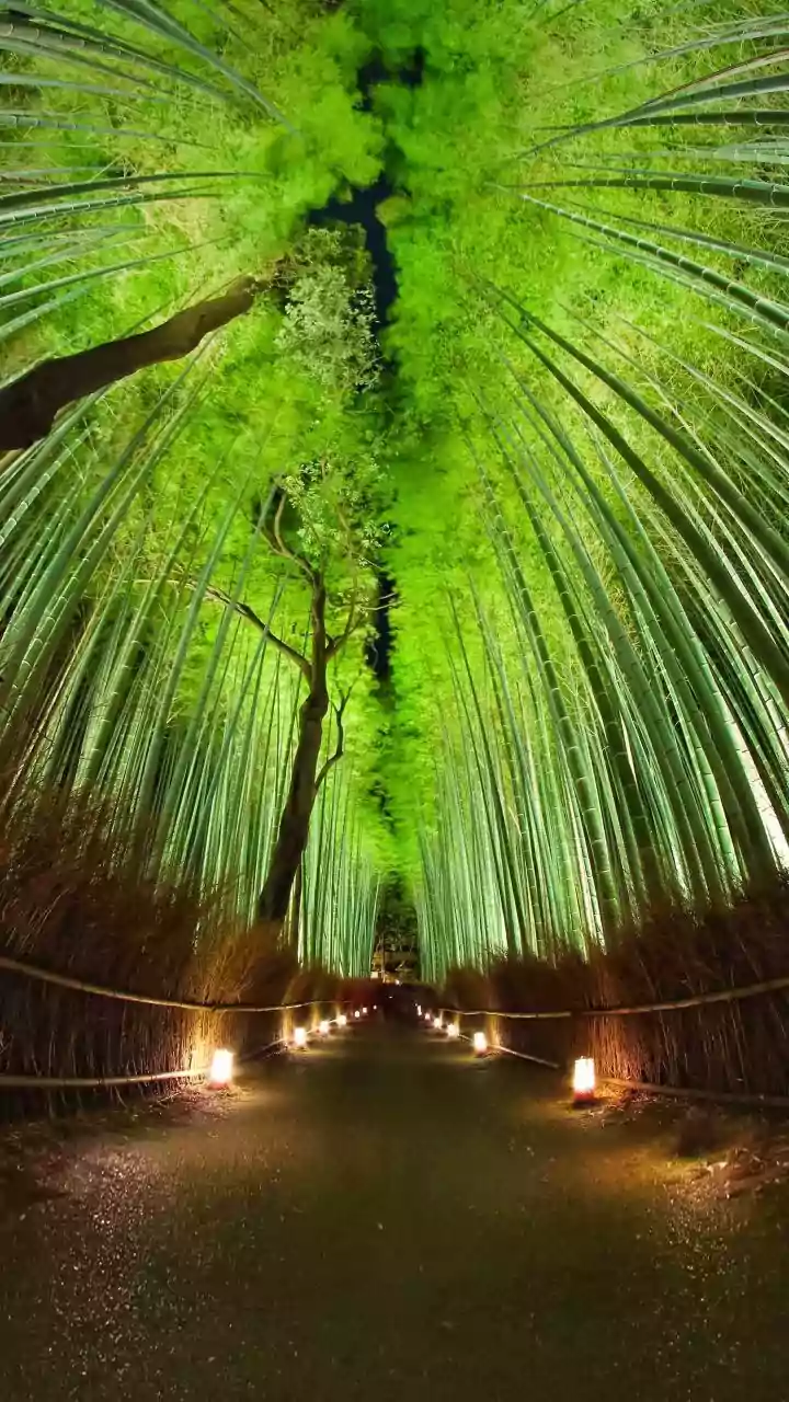 Ohara Offers a Quieter Bamboo Escape Beyond Arashiyama