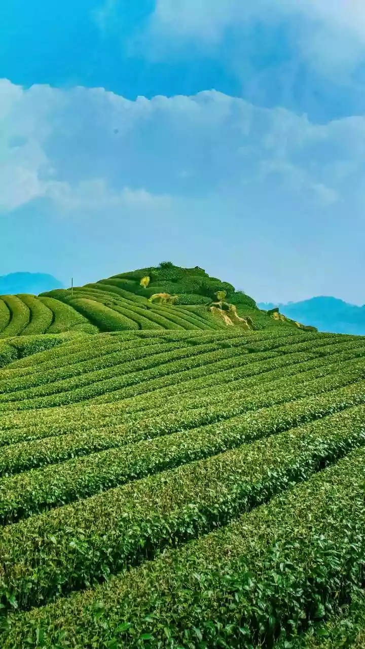 Japanese Farmers Are Shifting Towards Matcha As Demand Keeps Growing