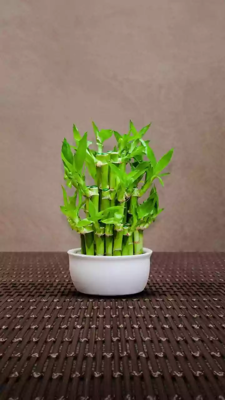 Feng Shui Gifts for Abundance in 2026