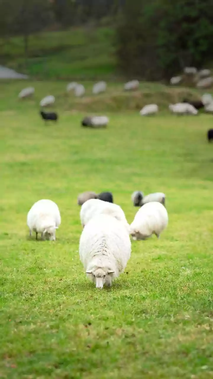 Discover Rare Sheep Breeds: From Ancient Origins to Unique Fleece