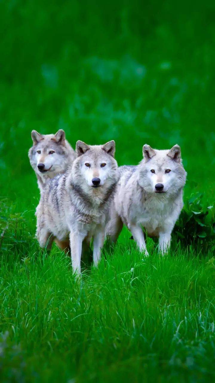 Two girls injured in separate wolf attacks in UP's Bahraich